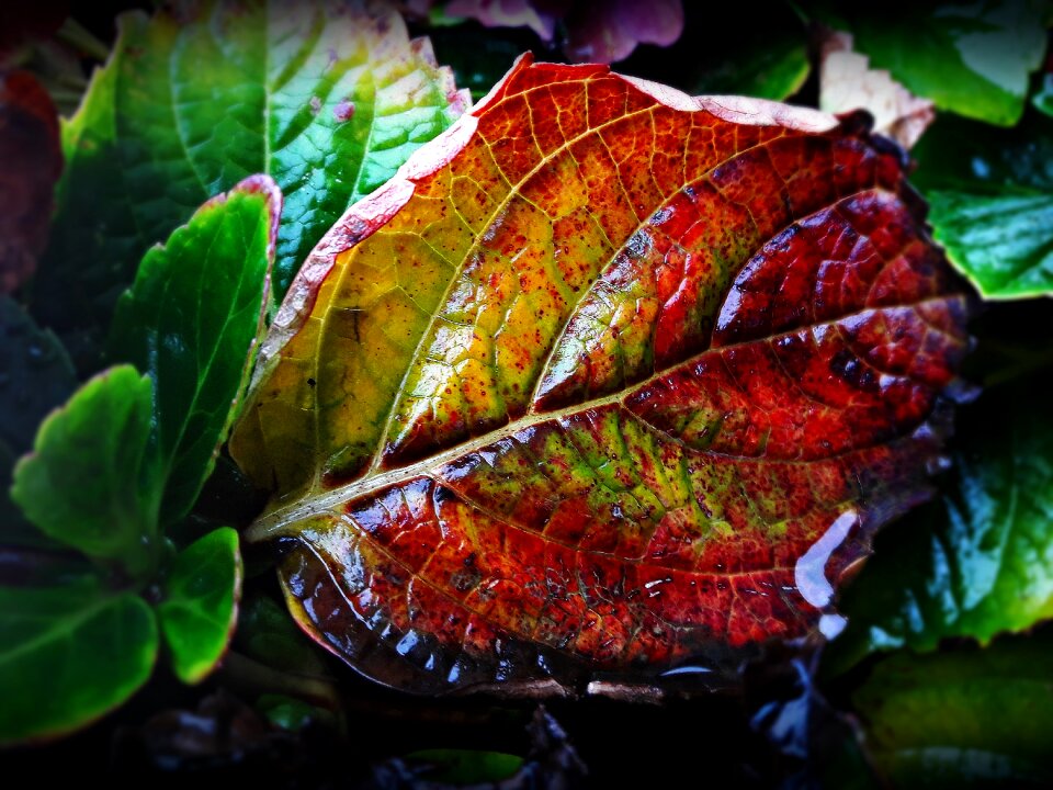 Colors nature red