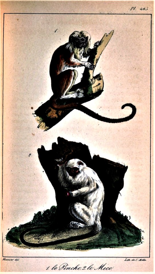 Saguinus oedipus & Mico argentatus
