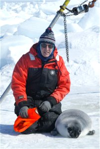 Researcher with a hooded seal pup on ice in the Gulf of St. Lawrence. photo