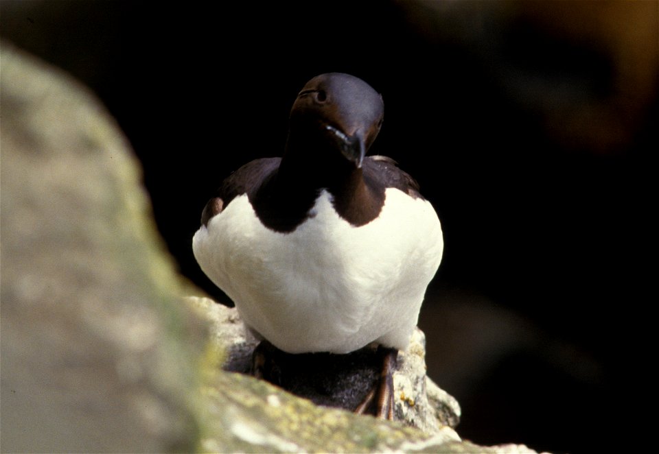 Common murre. Alaska, Pribilof Islands, St. Paul.