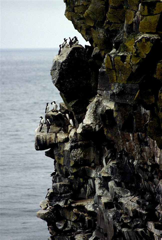 Common murres on a cliff.