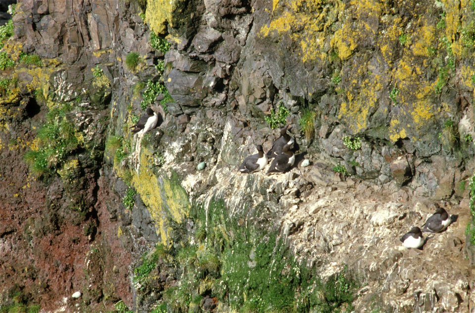 Common murres nesting on a cliff.