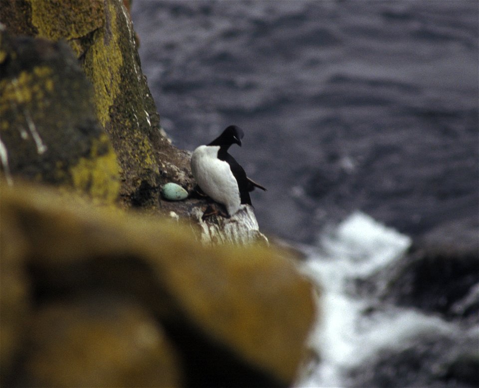 Common murre nesting on a cliff.