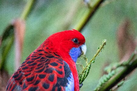 Bird wild animal photo