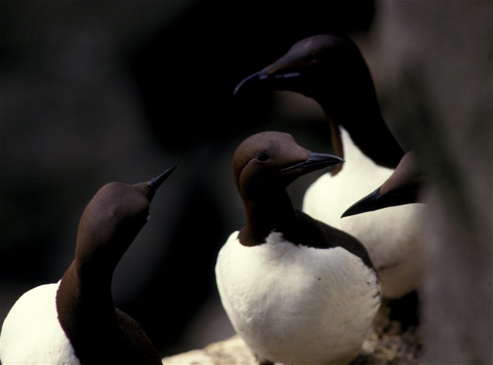 Common murre. Alaska, Pribilof Islands, St. Paul.