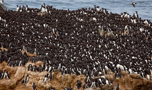 Oregon Islands National Wildlife Refuge, OR Nesting colony on Colony Rock at Yaquina Head Photo: Roy W. Lowe/USFWS photo