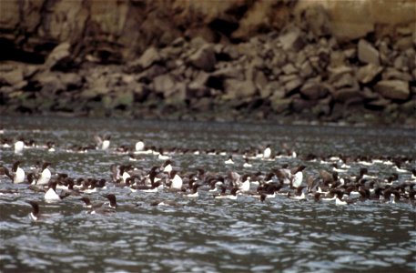 Common Murres (Uria aalge) on the water. Puale Bay, Becharof National Wildlife Refuge photo