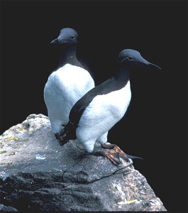 : Common Murres, Hall Island July 1997