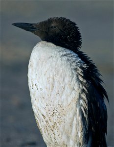 Common Murre You are free to use this image with the following photo credit: Peter Pearsall/U.S. Fish and Wildlife Service photo