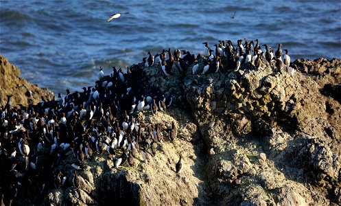 Common Murre colony

You are free to use this image with the following photo credit: Peter Pearsall/U.S. Fish and Wildlife Service