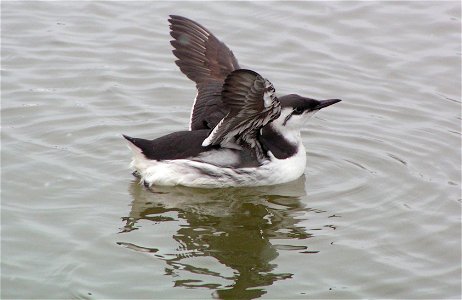 Uria Aalge at german Nationalpark Schleswig-Holsteinisches Wattenmeer.

Author: M.Buschmann