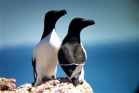 Razorbills at Maine Coastal Island National Wildlife Refuge credit: USFWS photo