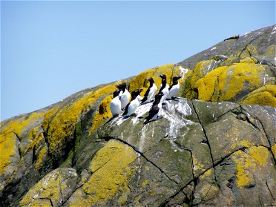 Razorbills at Maine Coastal Island National Wildlife Refuge credit: USFWS photo