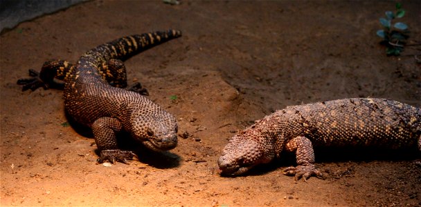 w:Mexican beaded lizards (Heloderma horridum), at the w:Buffalo Zoo
