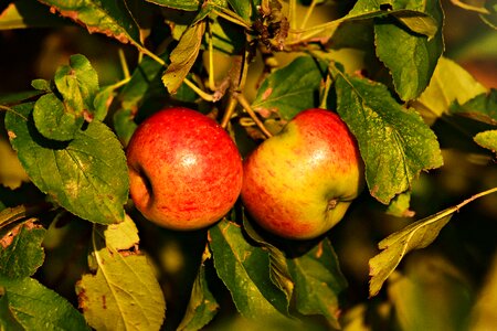 Ripe orchard apple tree
