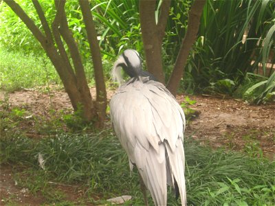A Demoiselle Crane at the Oklahoma City Zoo.