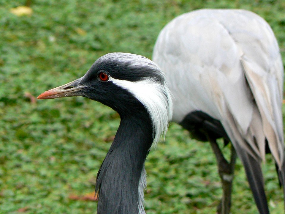 Anthropoides virgo in the zoo of hamburg, germany