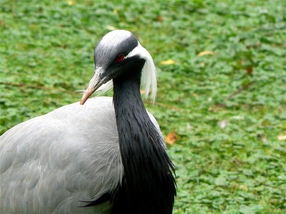 Anthropoides virgo in the zoo of hamburg, germany