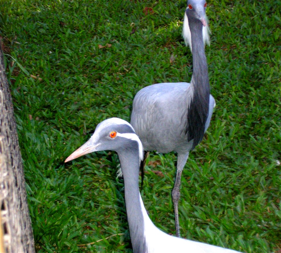 grou-pequeno (Anthropoides virgo)