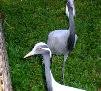 grou-pequeno (Anthropoides virgo) photo