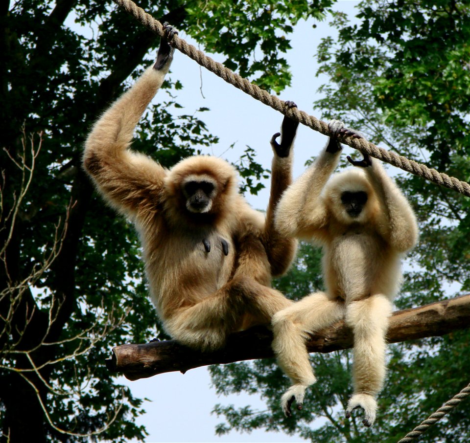 A mother white-handed gibbon and her young.Zoo d'Amiens.