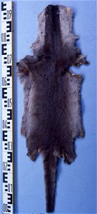 Indian smooth-coated otter fur skin(Lutra (Lutrogale) perspicillata). Fur skin collection, Bundes-Pelzfachschule, Frankfurt/Main, Germany