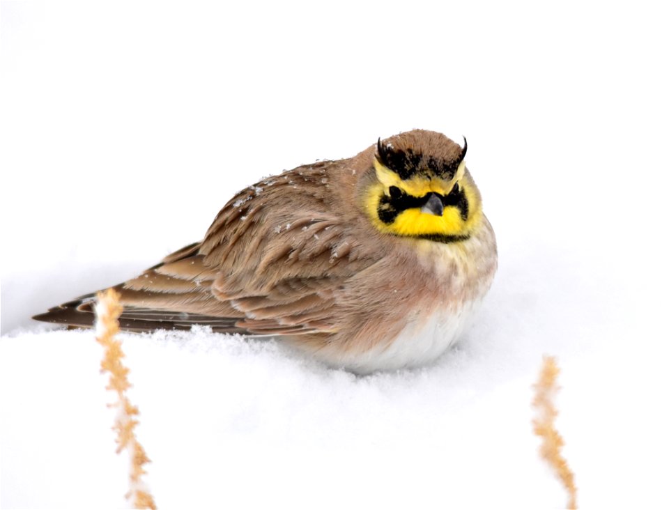 Photo: Tom Koerner/USFWS