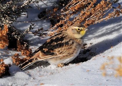 Tom Koerner/USFWS