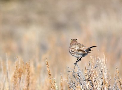 Now I know why they are called horned larks........  Photo: Tom Koerner/USFWS