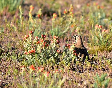 Photo: Tom Koerner/USFWS photo