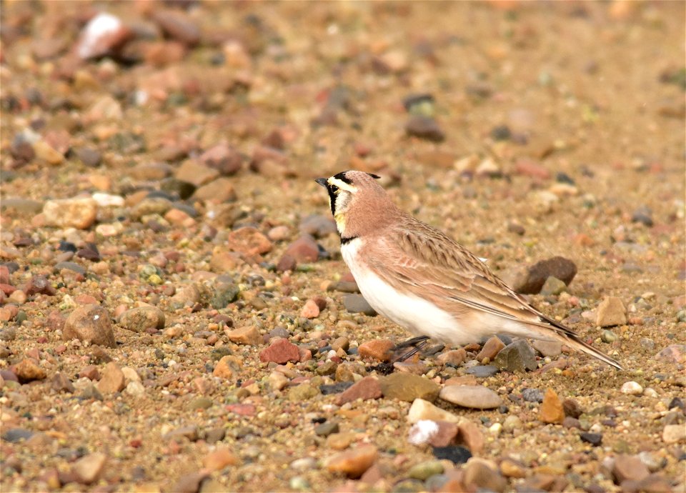 Photo: Tom Koerner/USFWS