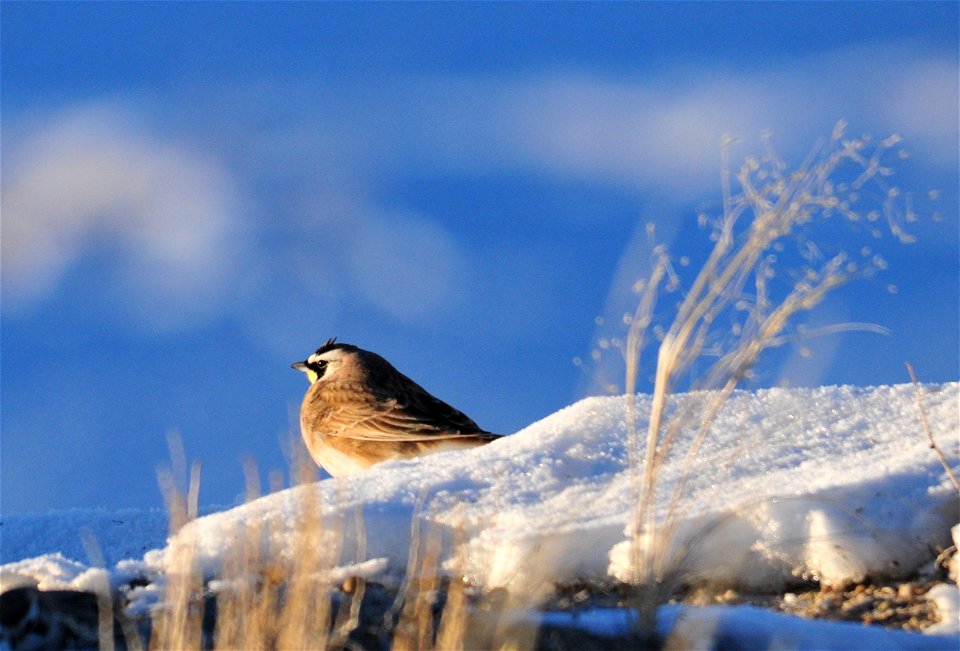 Photo: Tom Koerner/USFWS