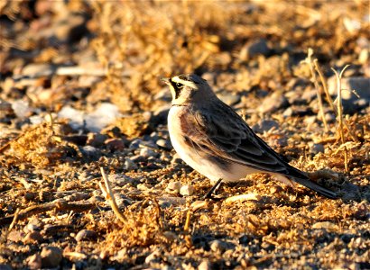 Horned Lark