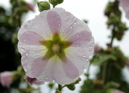 Hollyhock rain transparent