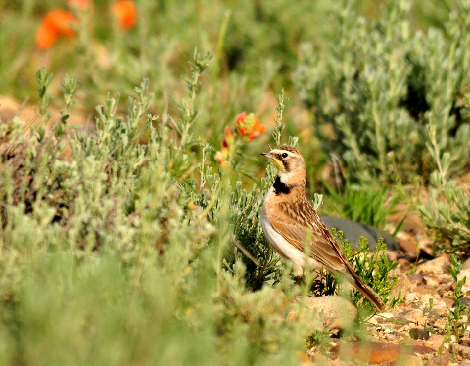 Photo: Tom Koerner/USFWS