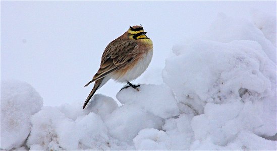 A horned lark sits on a pile of frozen slush at the National Elk Refuge. Credit: USFWS / Tony Hough, National Elk Refuge volunteer photo