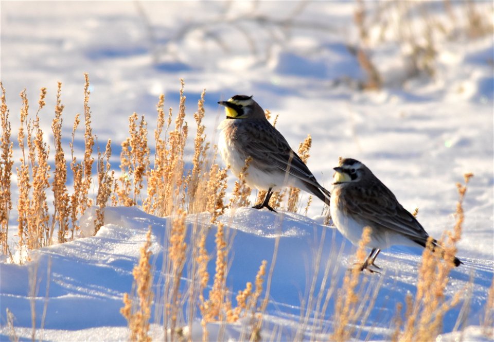 Horned larks, Wyoming big sagebrush, and snow.
Photo: Tom Koerner/USFWS

<a href="https://www.facebook.com/Seedskadee/" rel="nofollow">www.facebook.com/Seedskadee/</a>