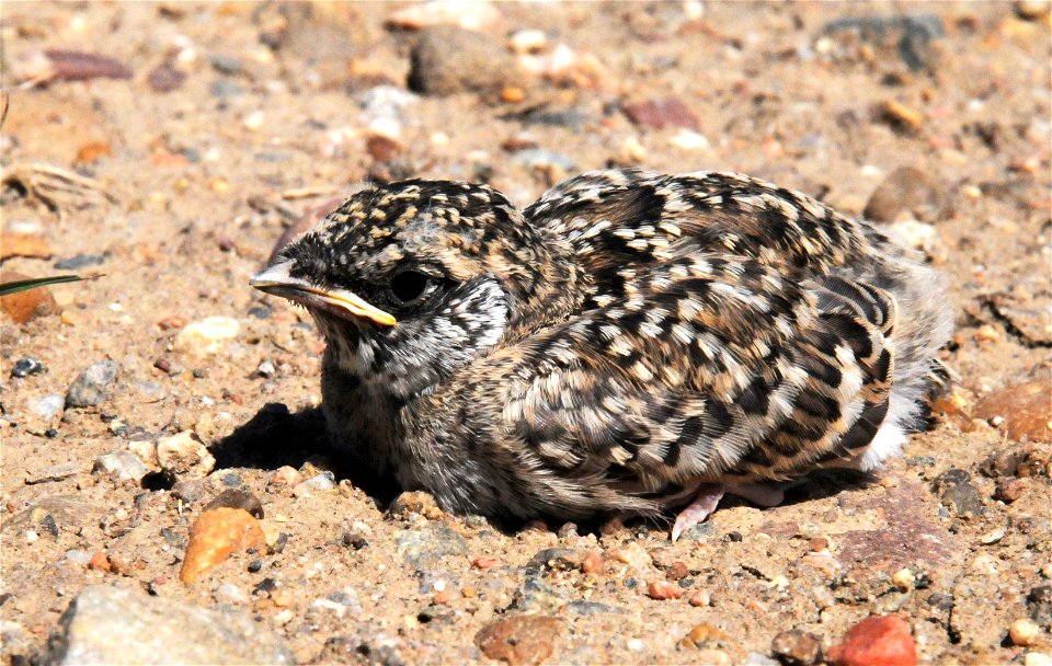 A fledgling Horned lark in northern Saskatchewan, Canada.Supported by the Neotropical Migratory Bird Conservation Act. Credit: WCS