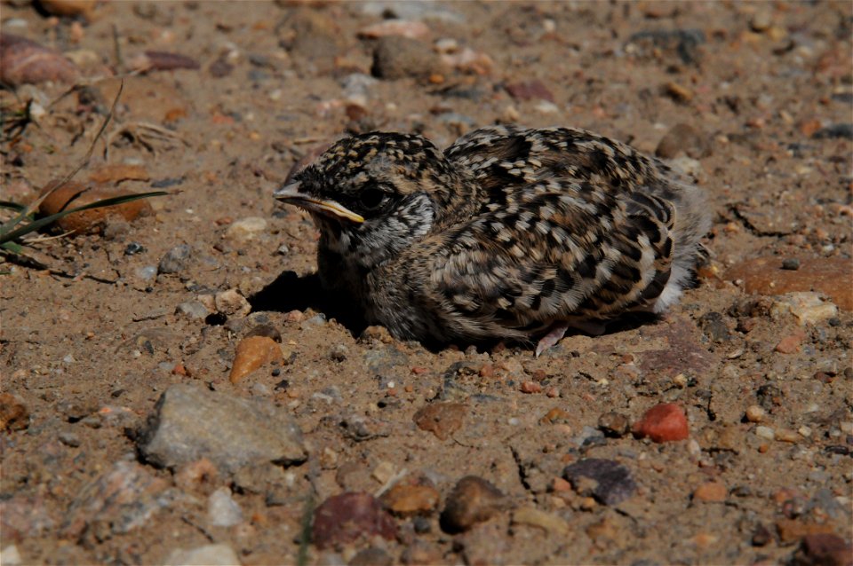 A fledgling Horned lark in northern Saskatchewan, Canada.Supported by the Neotropical Migratory Bird Conservation Act. Credit: WCS