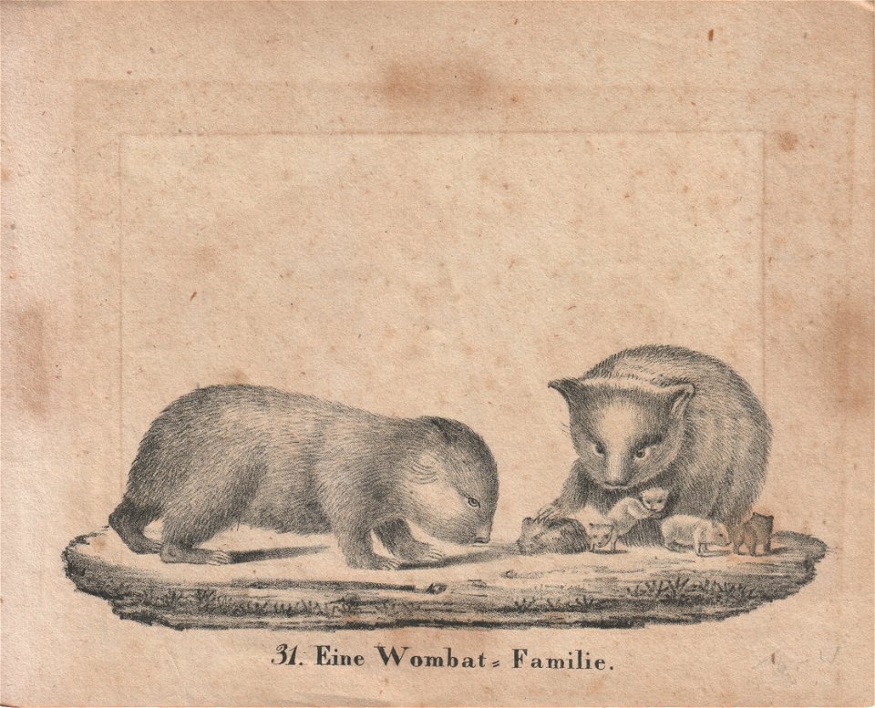 31. Eine Wombat-Familie.
Tafel 31 in: Neue Bildergallerie für die Jugend, Band 1, VI. Heft. Gotha: bei Carl Hellfarth, 1828.
http://zs.thulb.uni-jena.de/rsc/viewer/jportal_derivate_00227988/Neue_Bilde