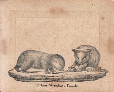 31. Eine Wombat-Familie.
Tafel 31 in: Neue Bildergallerie für die Jugend, Band 1, VI. Heft. Gotha: bei Carl Hellfarth, 1828.
http://zs.thulb.uni-jena.de/rsc/viewer/jportal_derivate_00227988/Neue_Bilde