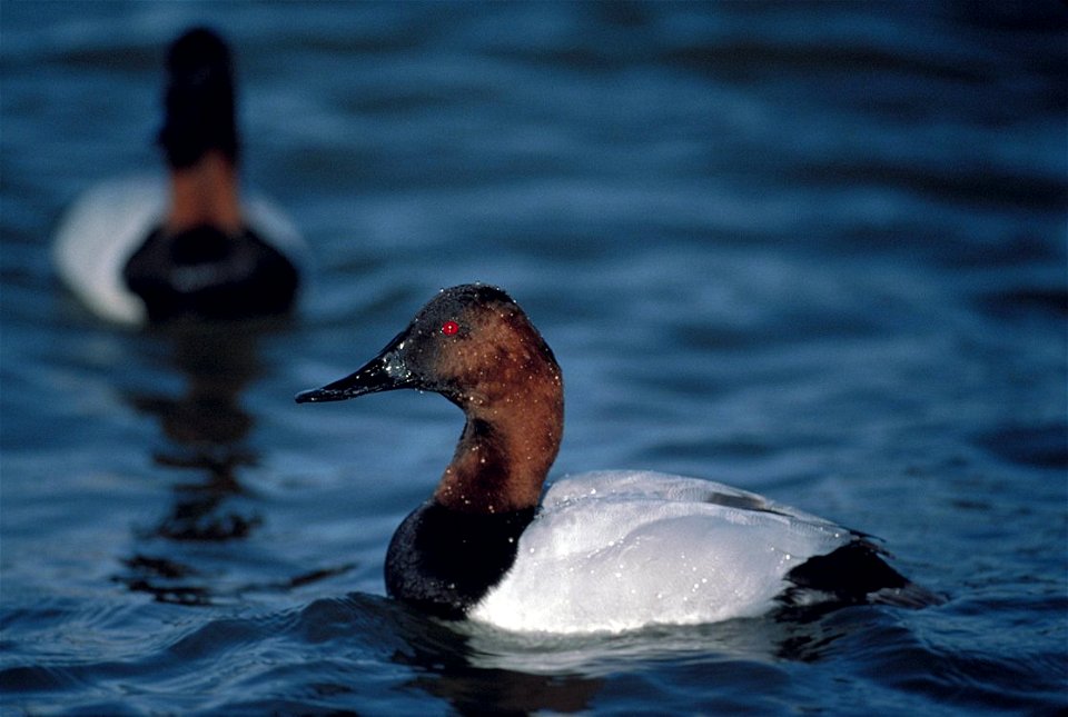 Canvasback drake (Aythya valisineria)Close view of a male canvasback duck in Maryland.