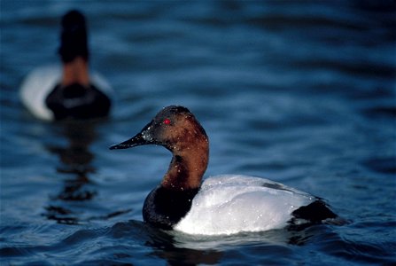 Canvasback drake (Aythya valisineria)Close view of a male canvasback duck in Maryland.