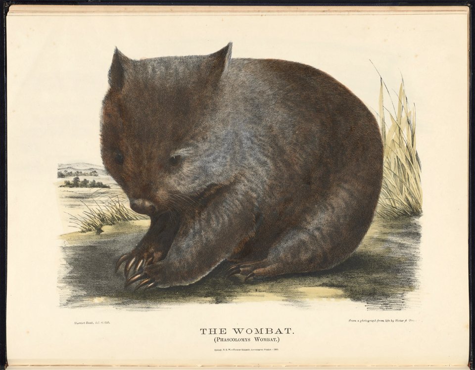 in The Mammals of Australia