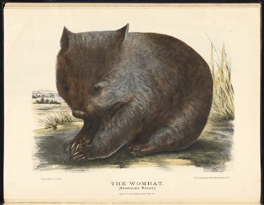 in The Mammals of Australia photo