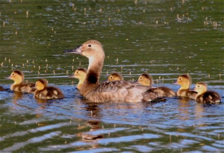 Canvasback brood (Aythya valisineria) Canvasback duck and her brood at the Anchorage Coastal Wildlife Refuge, Potter's Marsh, Anchorage, AK, USA photo