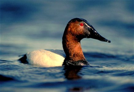 Canvasback