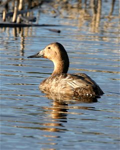 Canvasback hen, Aythya valisineriaAnchorage Coastal Wildlife Refuge, Potter's Marsh, in Anchorage. photo