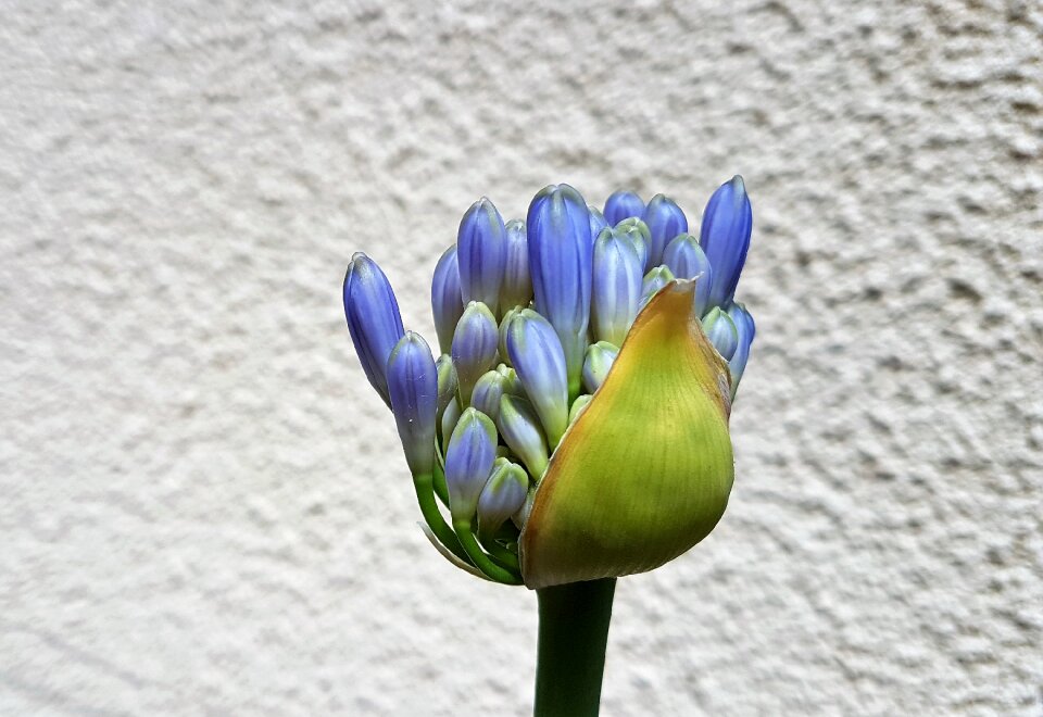 Bloom petal agapanthus