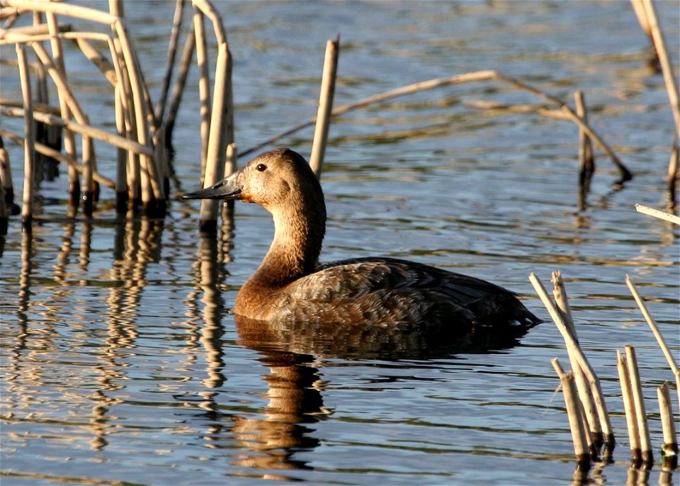Canvasback hen, Aythya valisineria